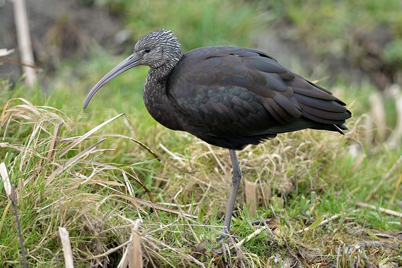 Zwarte Ibis